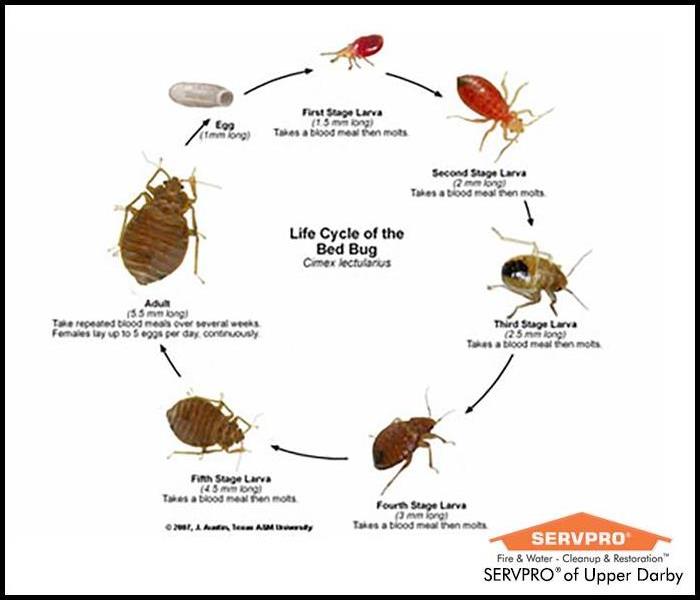 Images of bed bugs at different stages of their life cycle